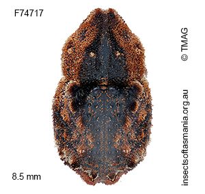 Poropterus rubeter