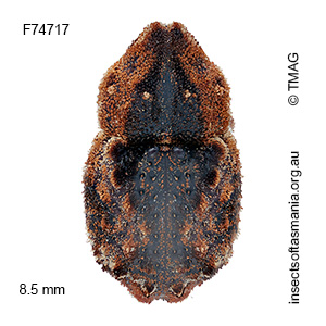 Poropterus rubeter