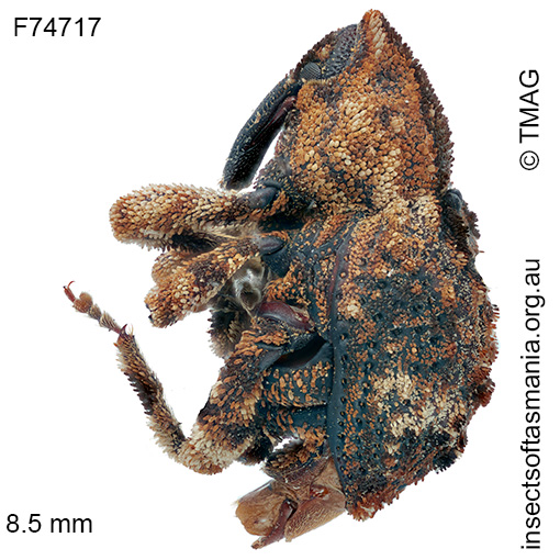 Exithius intermixtus