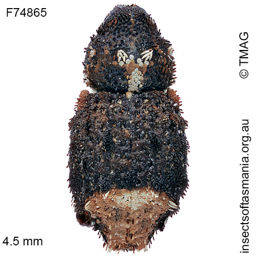 Exithius trisinuatus