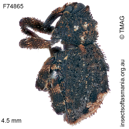 Exithius trisinuatus