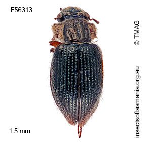 Gymnochthebius setosus