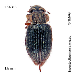 Gymnochthebius setosus