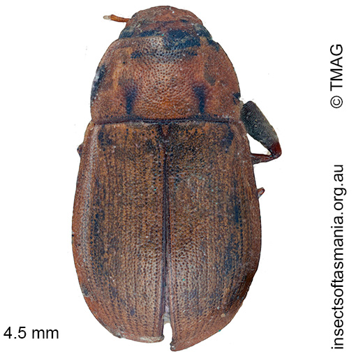Helochares tristis