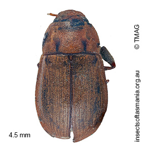 Helochares tristis