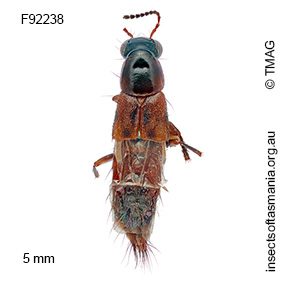 Heterothops pictus