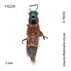 Heterothops pictus