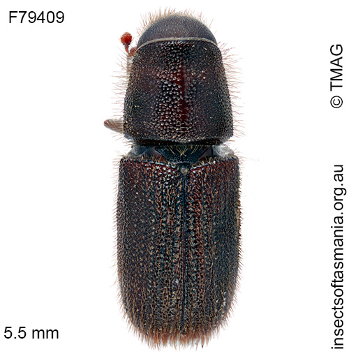 Hylurgus ligniperda