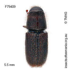 Hylurgus ligniperda