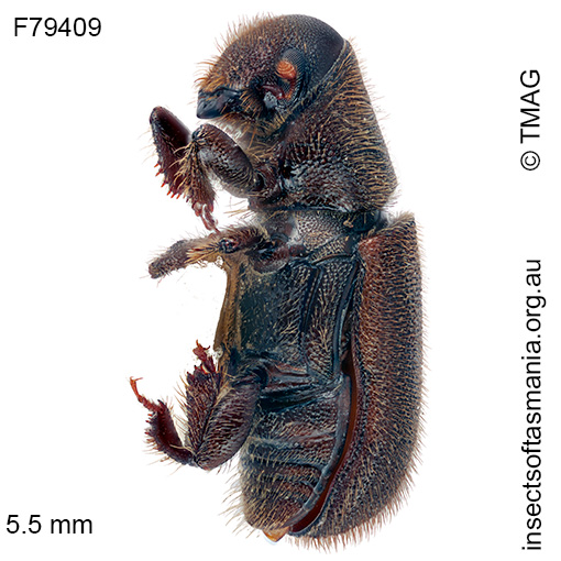 Hylurgus ligniperda