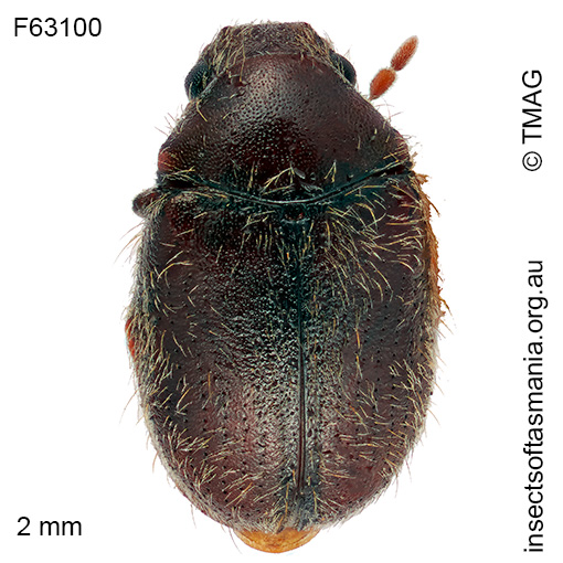 Lasioderma serricorne