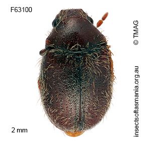 Lasioderma serricorne