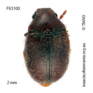 Lasioderma serricorne