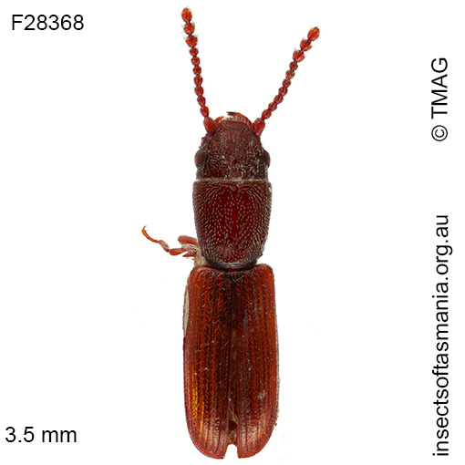 Lathropus-strigiceps Lathropus strigiceps