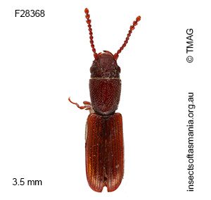 Lathropus strigiceps