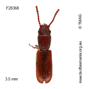 Lathropus strigiceps