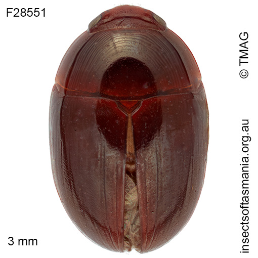 Litochrus alternans