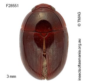 Litochrus alternans