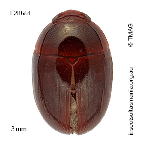 Litochrus alternans