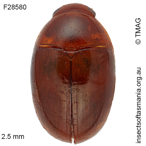 Litochrus-brunneus Litochrus brunneus