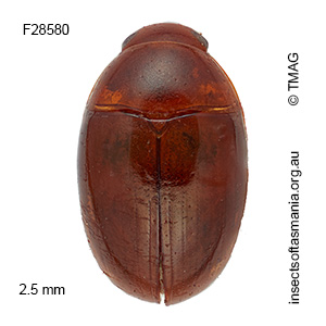 Litochrus brunneus