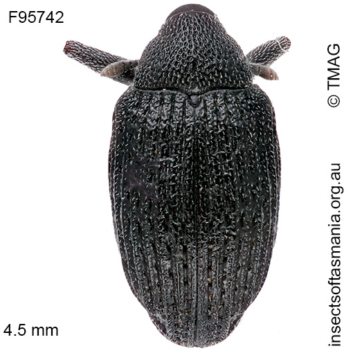 Melanterius acaciae