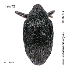 Melanterius acaciae