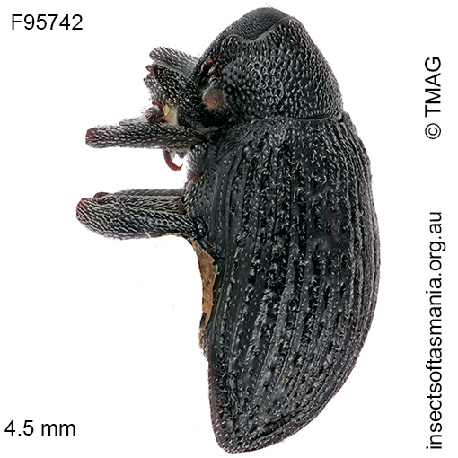 Melanterius acaciae