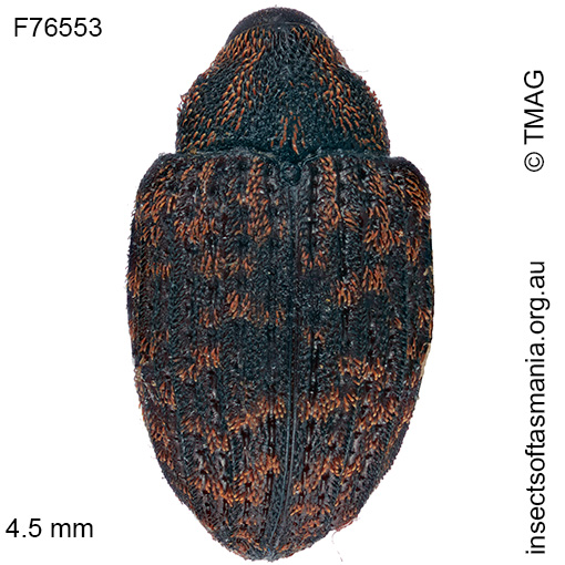 Melanterius-costipennis Melanterius costipennis