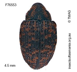 Melanterius costipennis