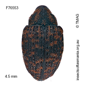Melanterius costipennis