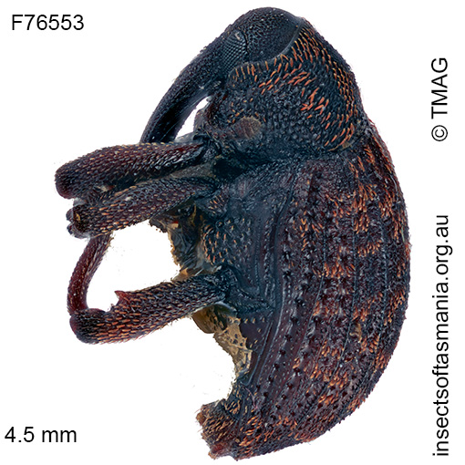 Melanterius-costipennis_a Melanterius costipennis