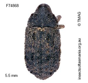 Menios sordidatus
