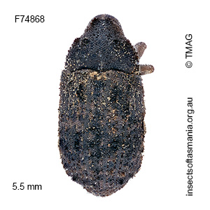 Menios sordidatus