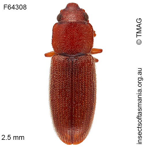Myrabolia brevicornis
