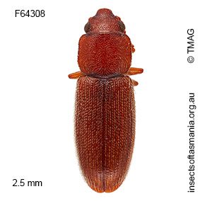Myrabolia brevicornis
