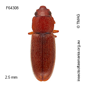 Myrabolia brevicornis