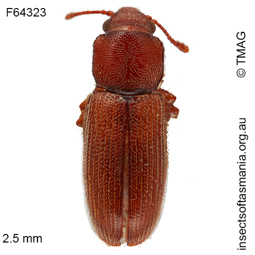 Myrabolia tasmanica