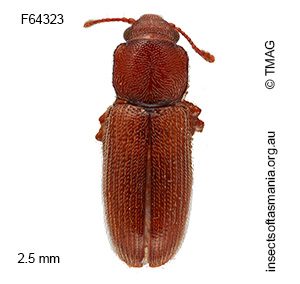 Myrabolia tasmanica