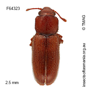Myrabolia tasmanica