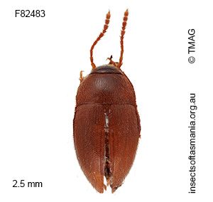 Nargomorphus apicalis