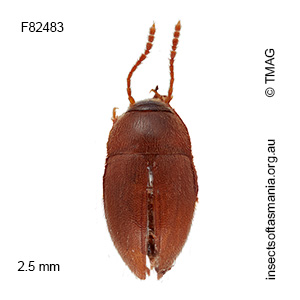 Nargomorphus apicalis