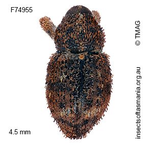 Ophrythyreocis cyclothyreus