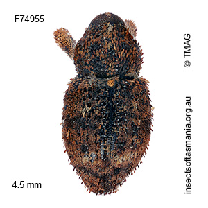 Ophrythyreocis cyclothyreus