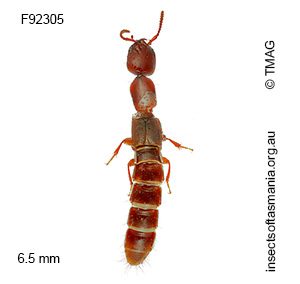 Phacophallus sp nr pallidipennis