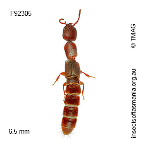 Phacophallus sp nr pallidipennis