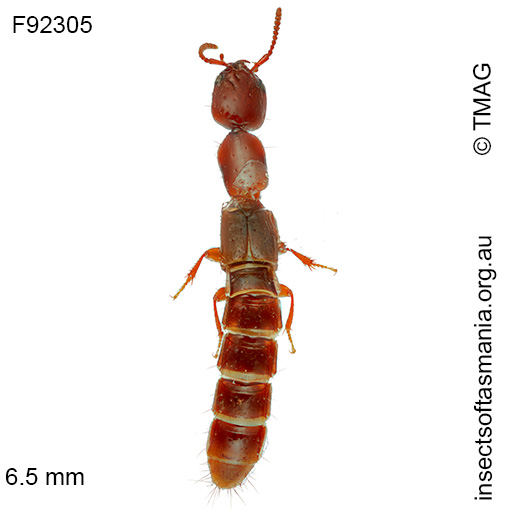 Phacophallus sp nr pallidipennis