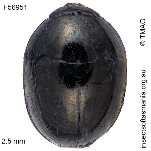 Phalacrus uniformis