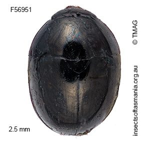 Phalacrus uniformis