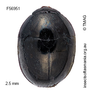 Phalacrus uniformis